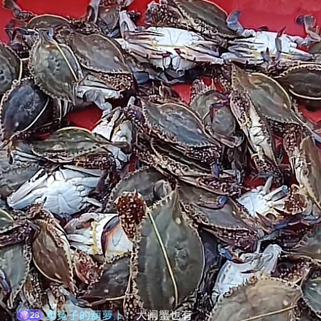 梭子蟹又来啦啊！批发价啊！