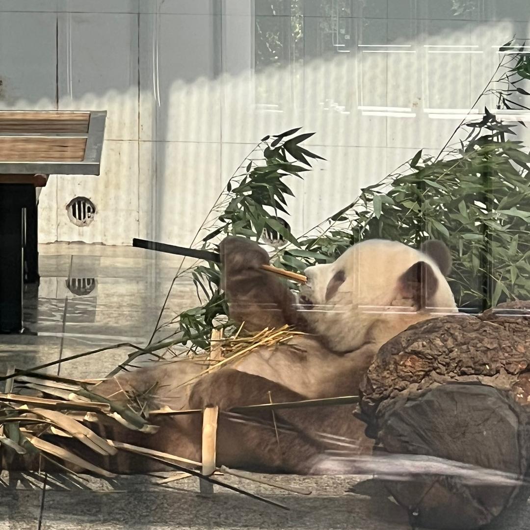 披萨和奶奶