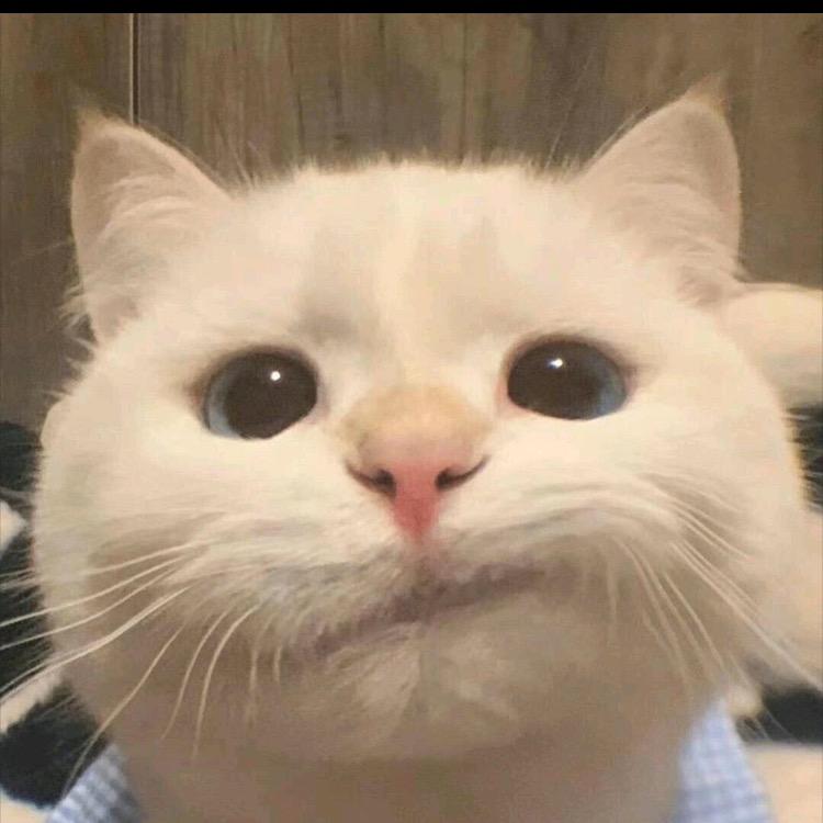 一只大脸猫