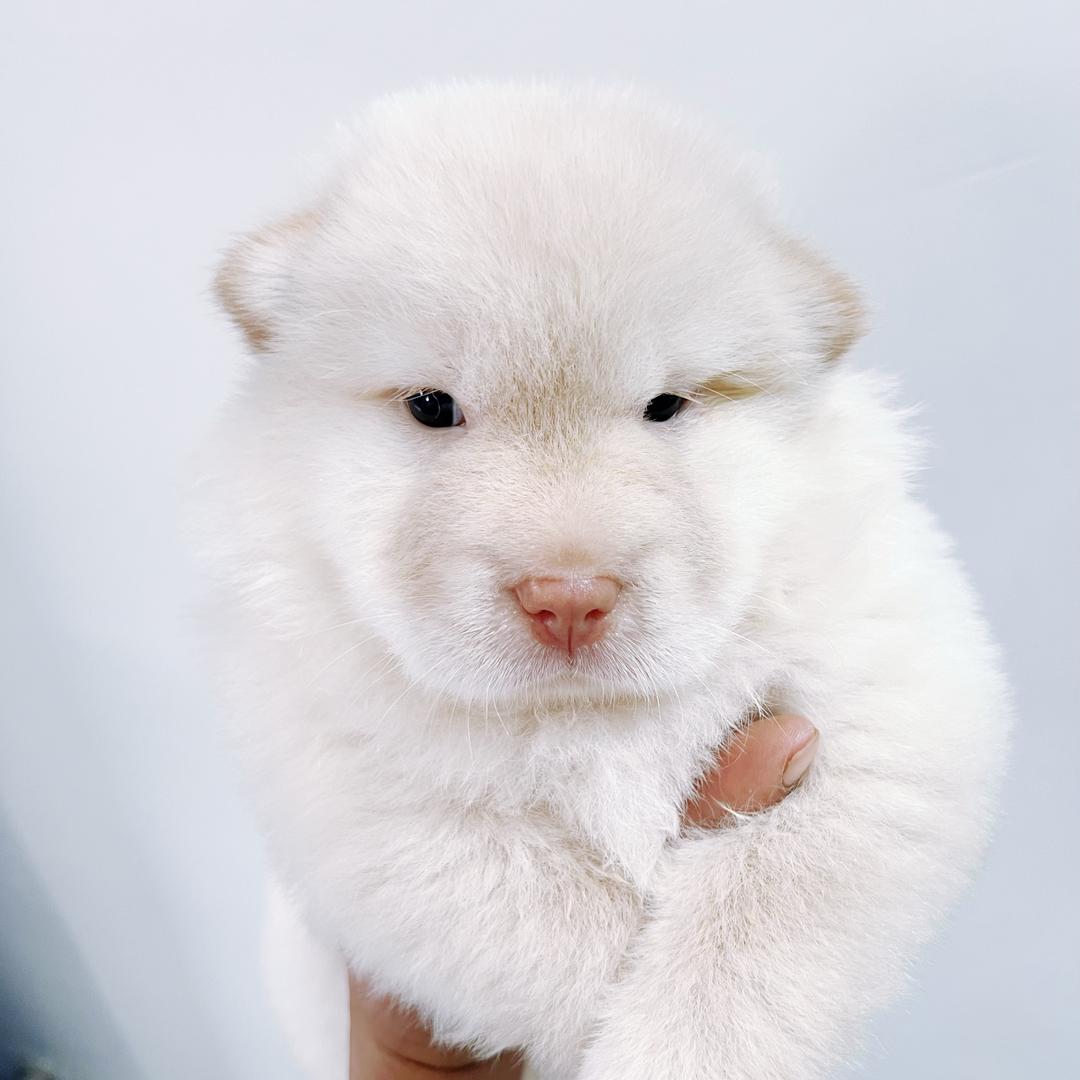 兜兜萌宠直播8️⃣号