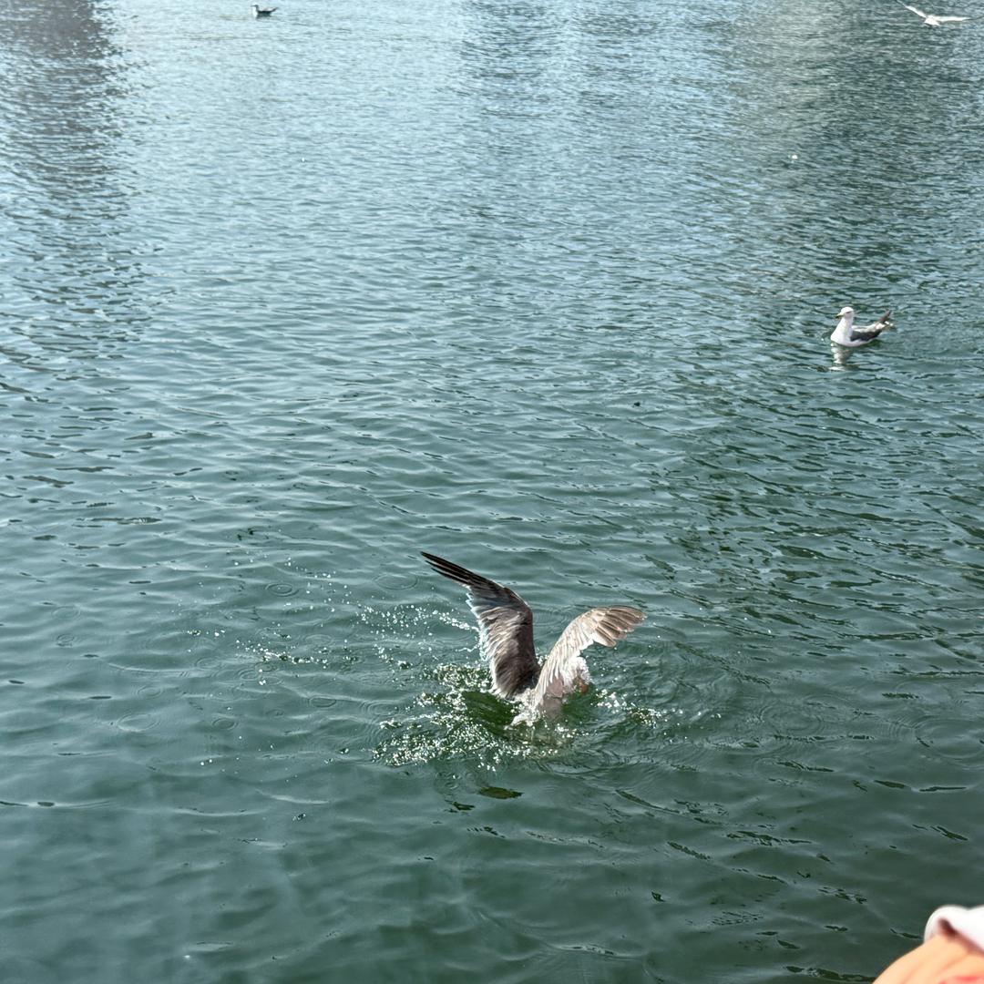 一枚小可爱甜甜