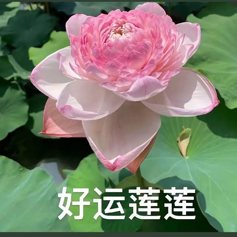 落花有意