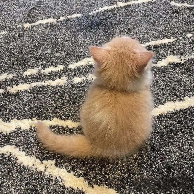 可爱屁