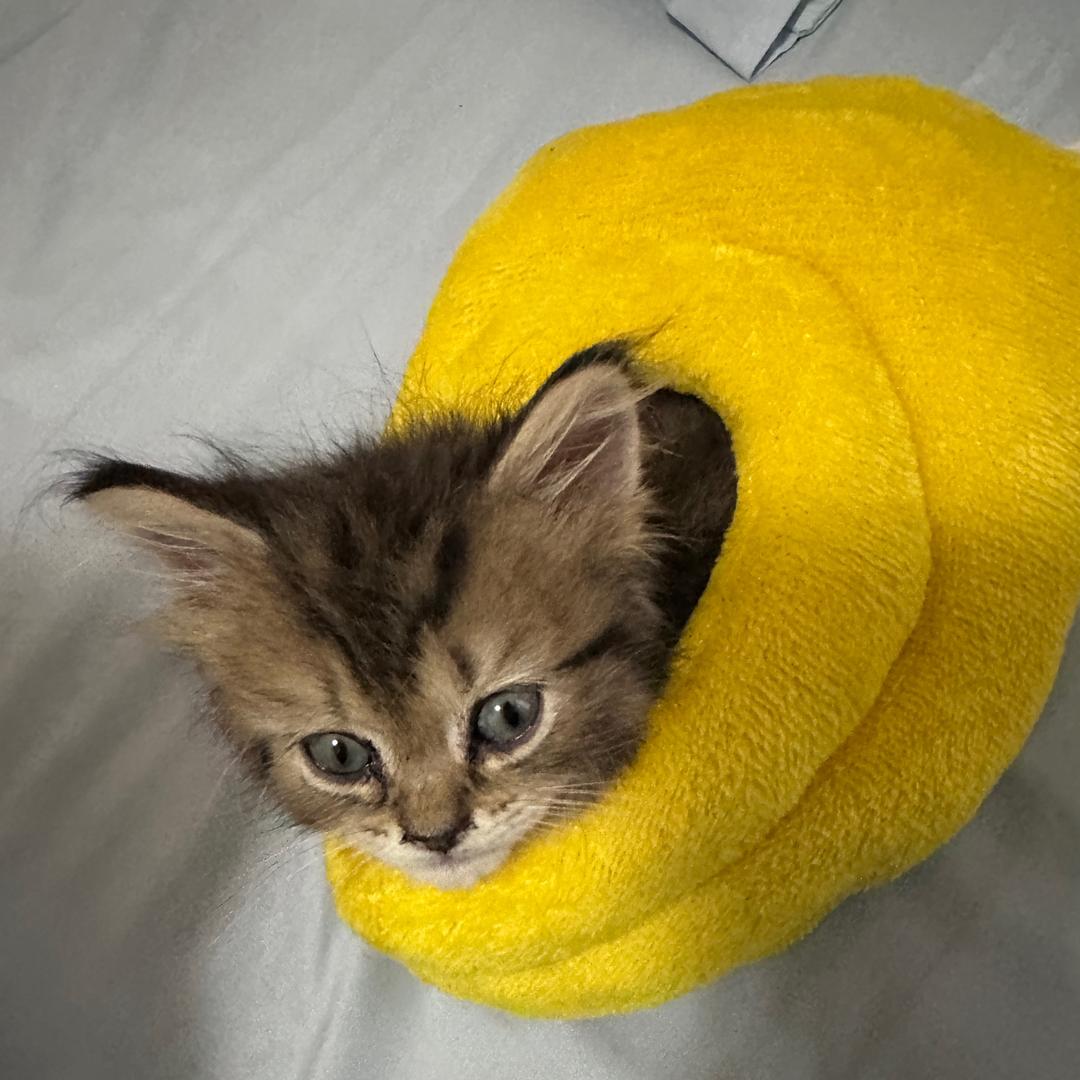 🥞榴莲是只小老虎🐯