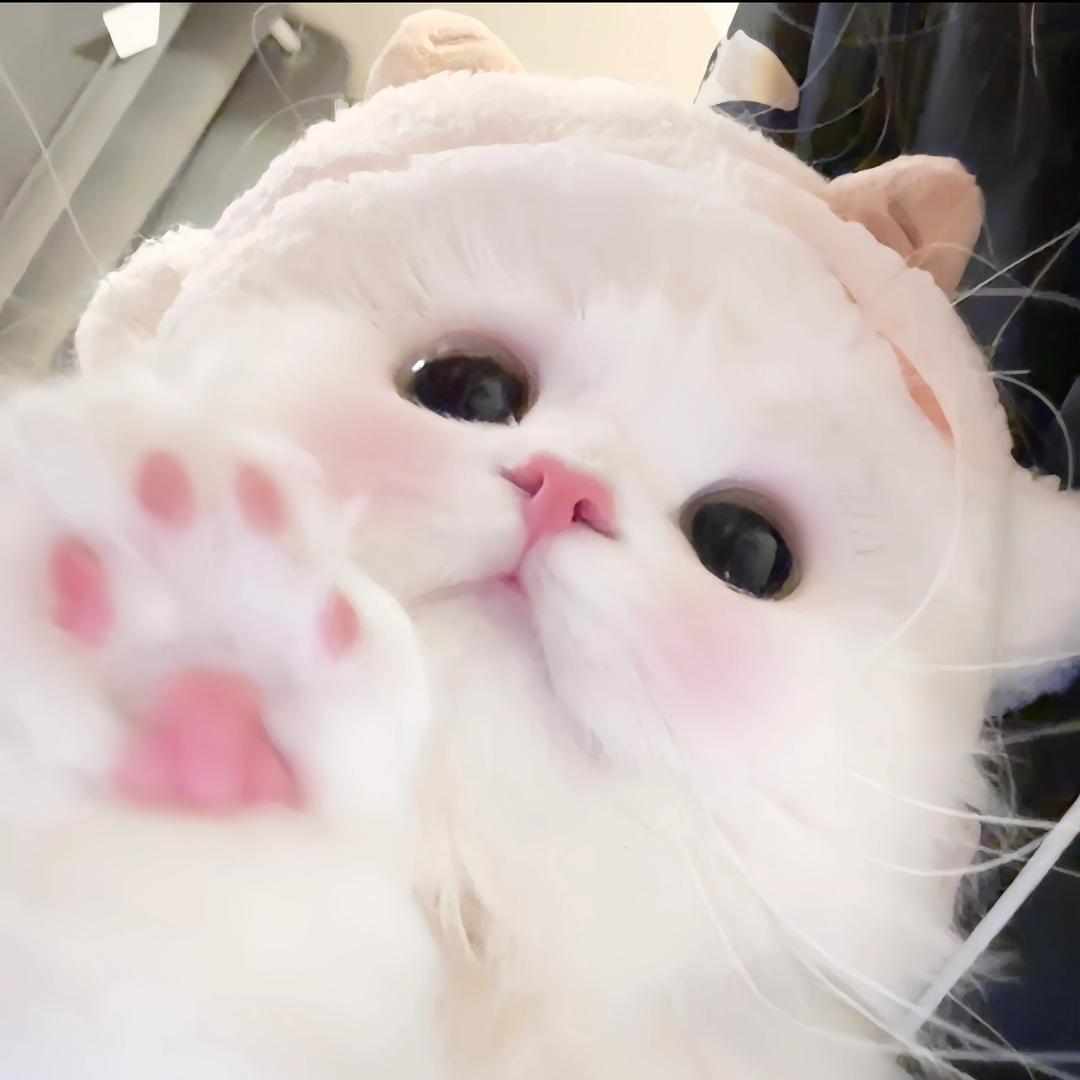 互联网圣体