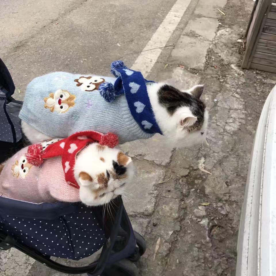 小米头像