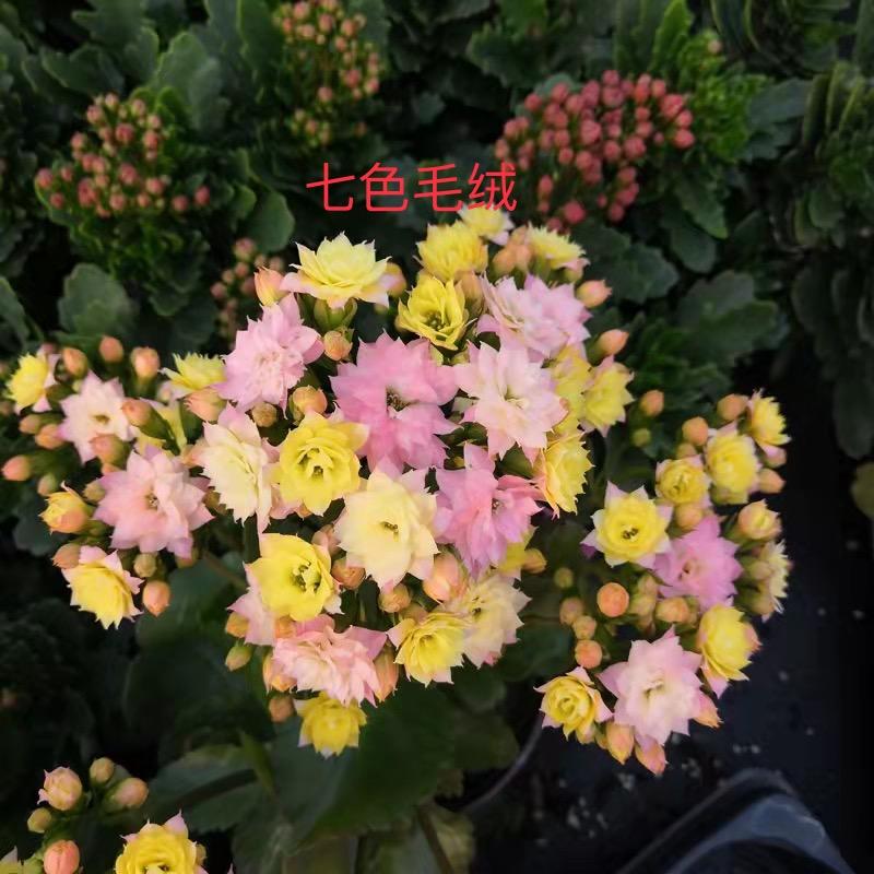 鸿运花卉园艺