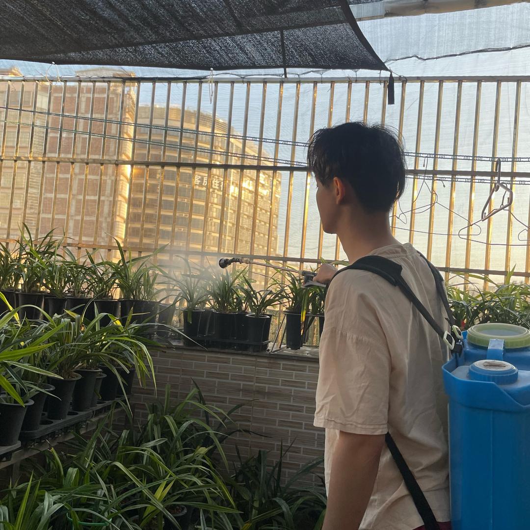 自然花的兰花