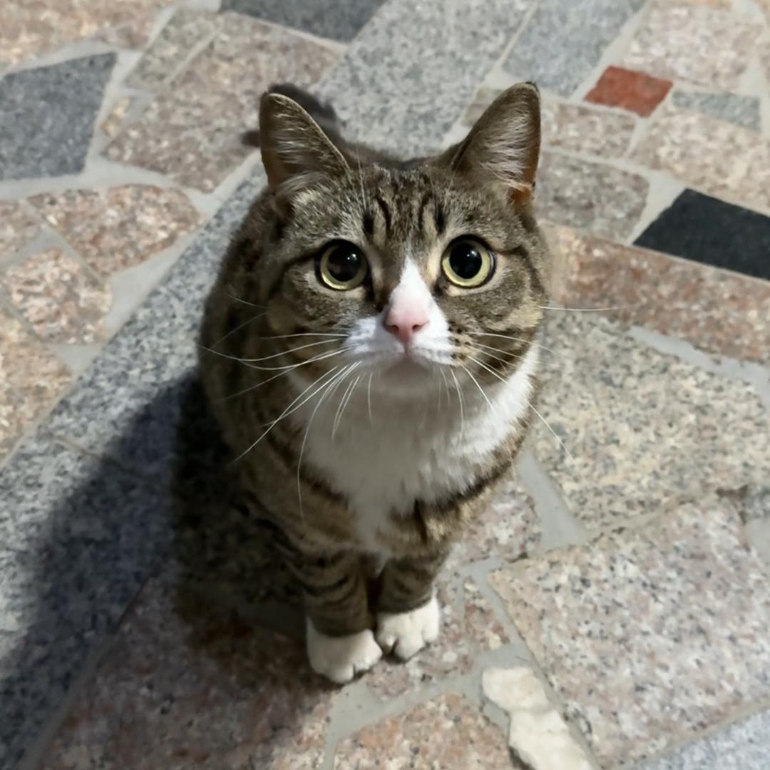 垚垚是只猫