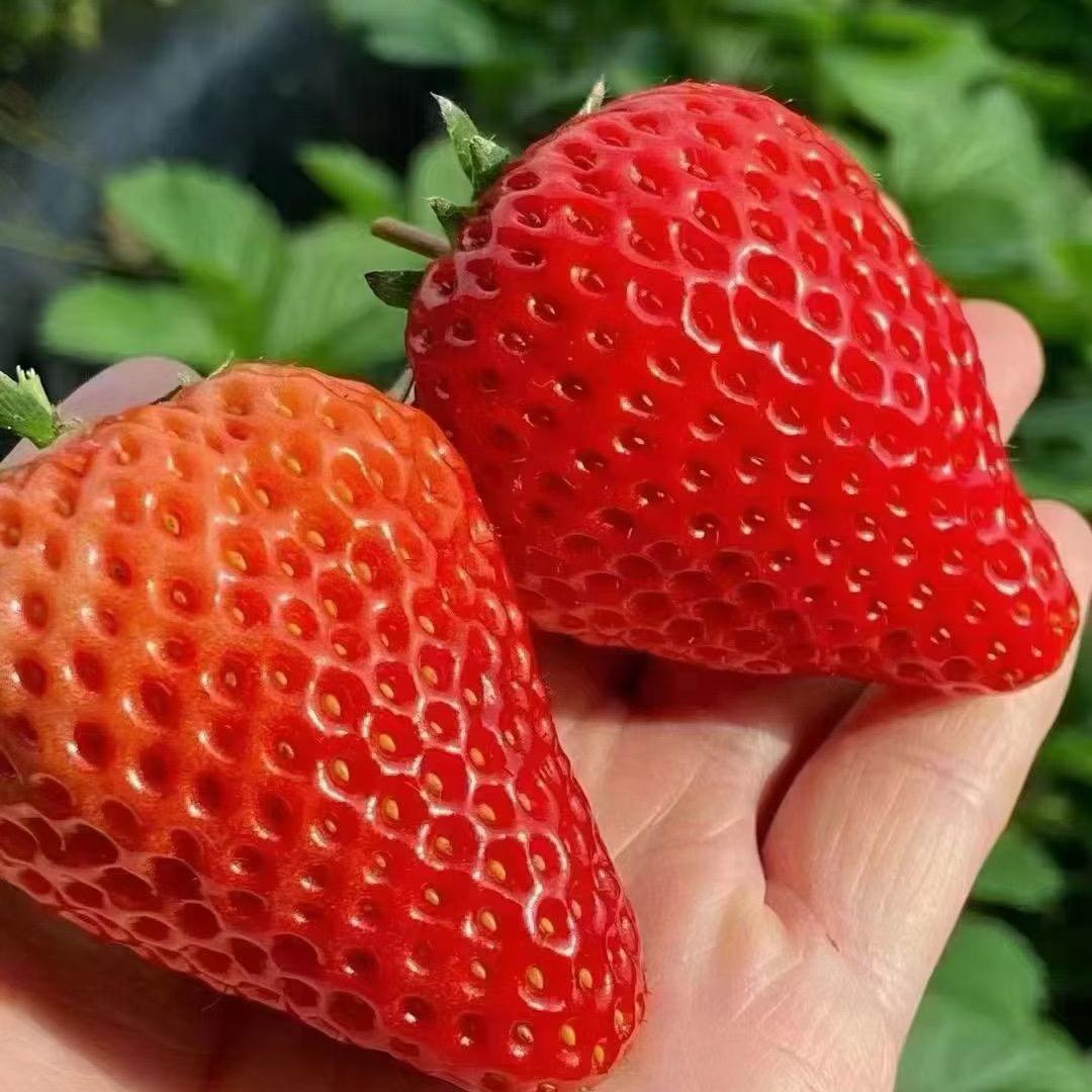 爱吃草莓🍓的大橙子