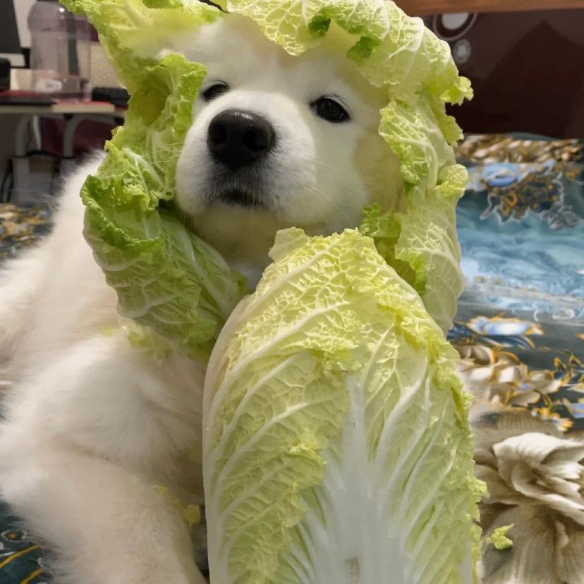 一坨