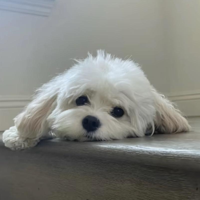 𝙆