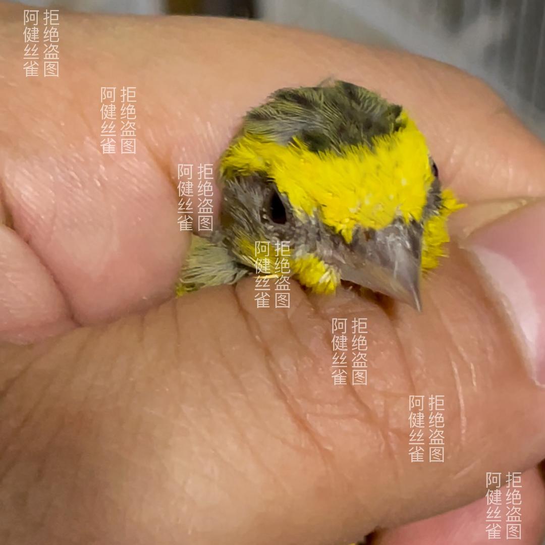 阿健专业丝雀繁育
