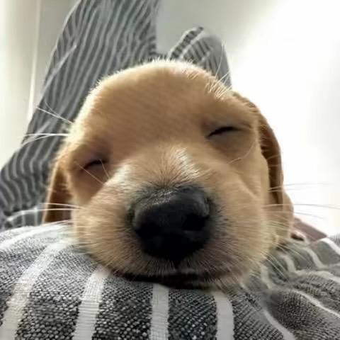 LiTnTg