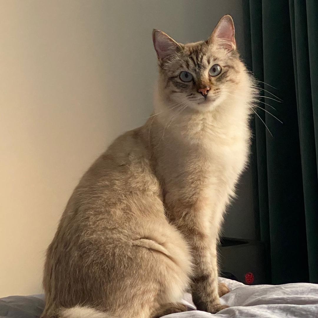 🌈🌈友善的灰色小熊猫🌈🌈