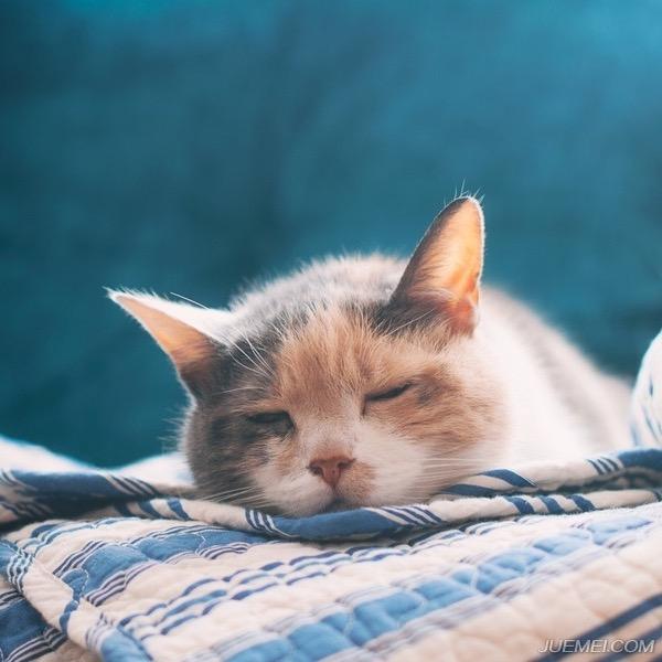 艾米不会做饭😼