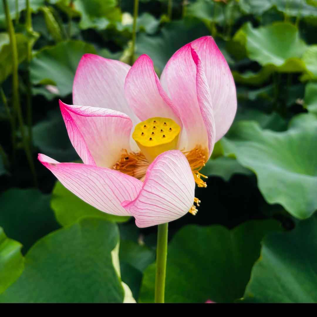 莲小妹—水果莲蓬原产地
