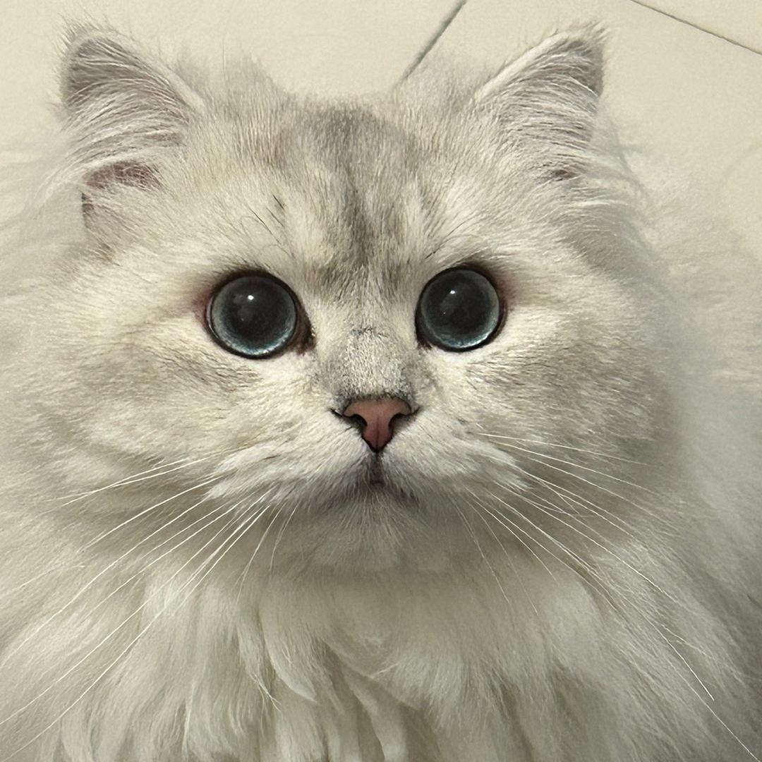 小白猫奶糖