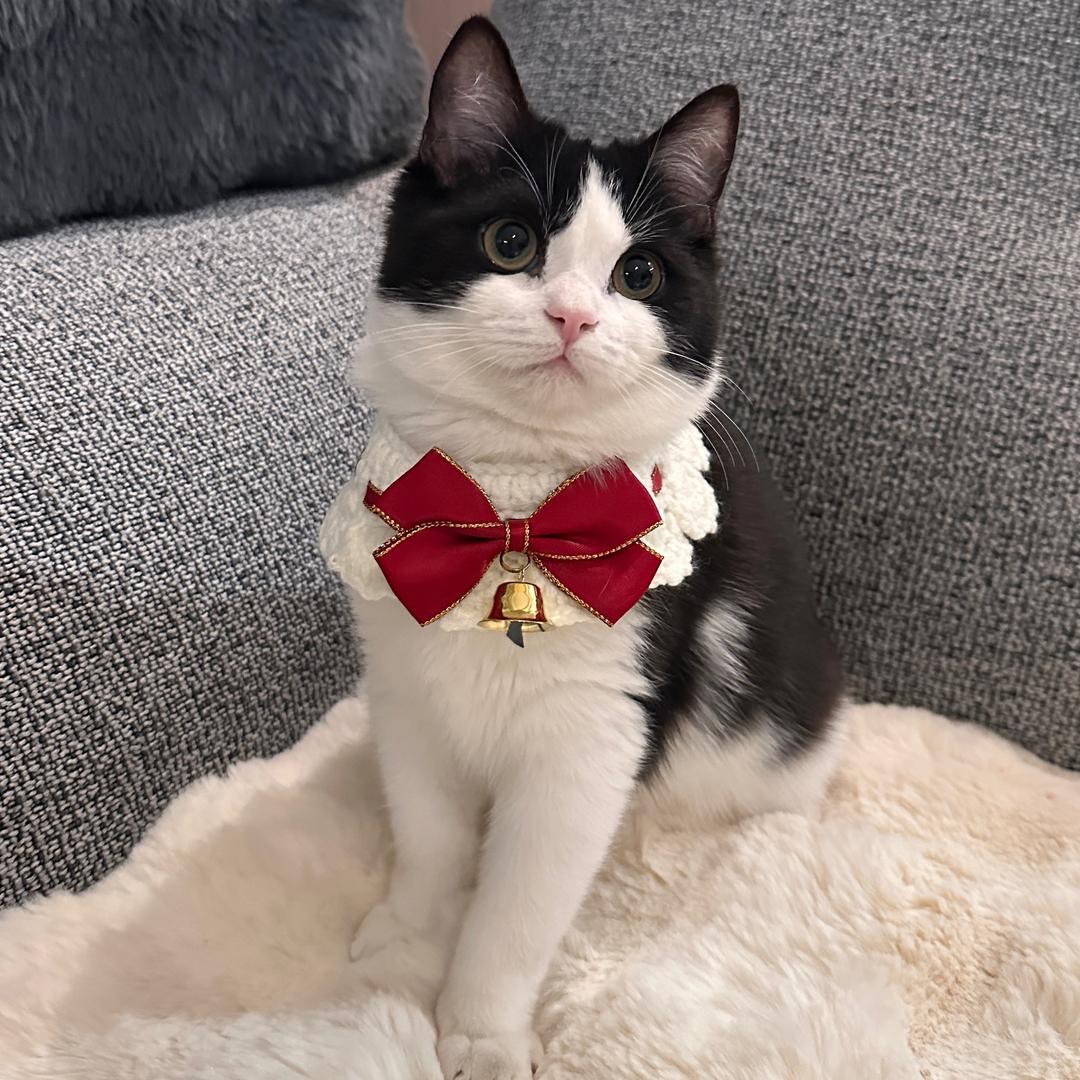 奶牛猫张大饼