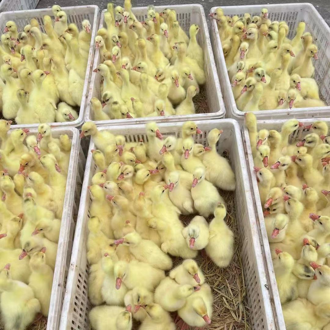 丹凤萱升农业农村