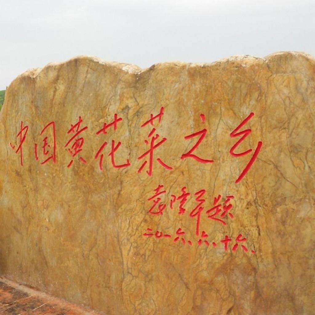 黄花菜基地