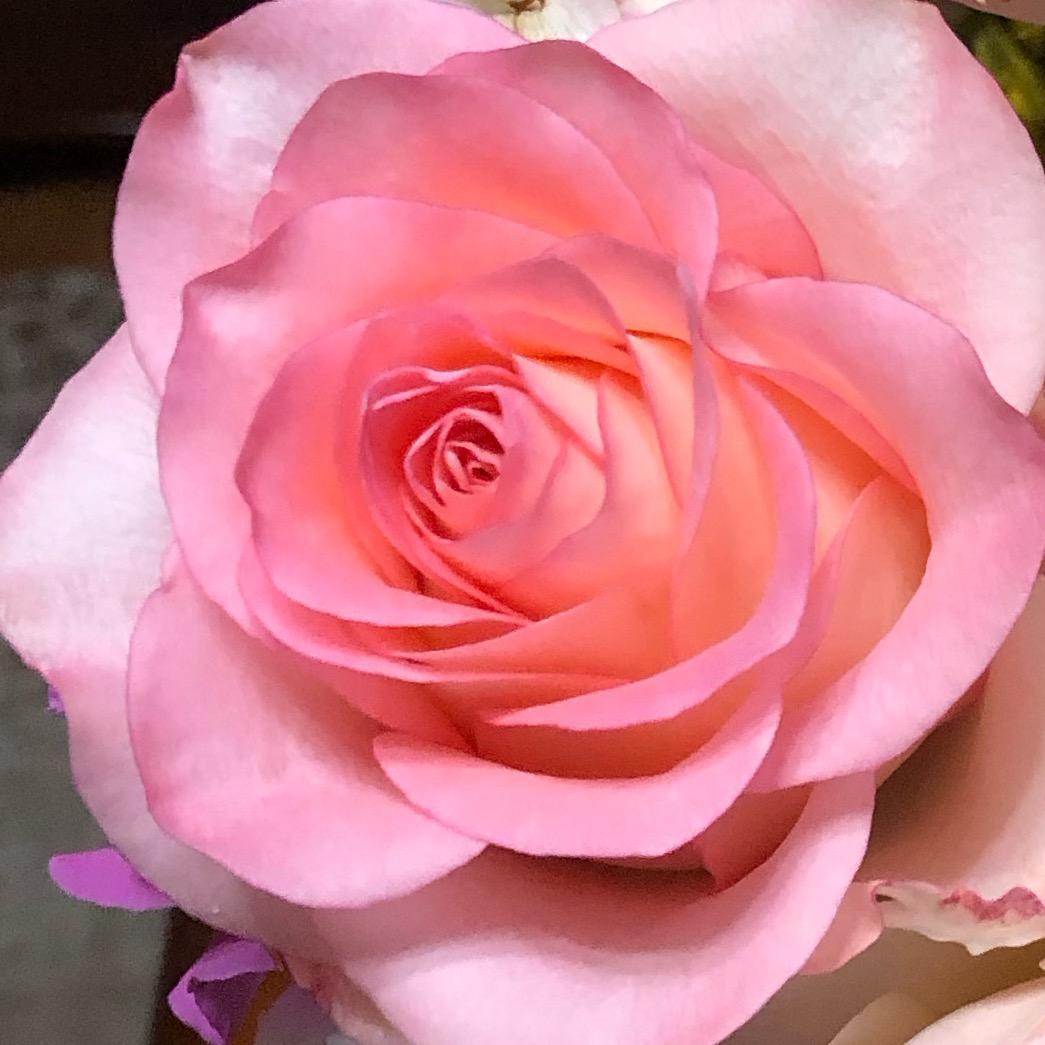 ༺❀紫夜之翊❀༻