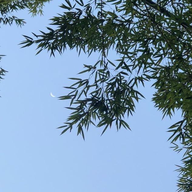 曲中人