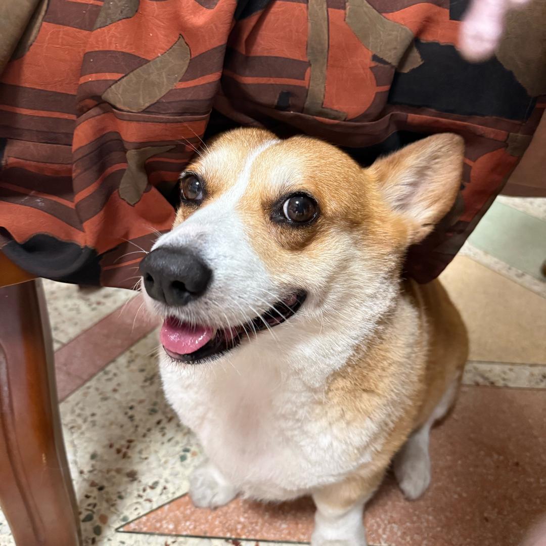 小狗爱睡觉