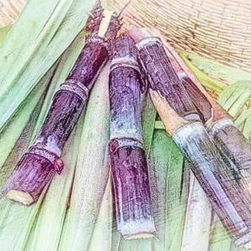 甘蔗「钟爱老表团队」