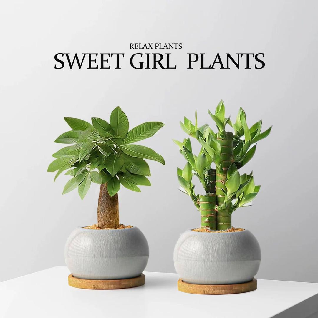 花卉绿植盆栽基地1