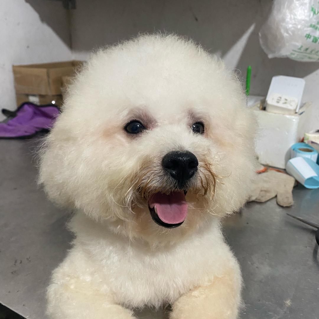 小容喂狗日长生活