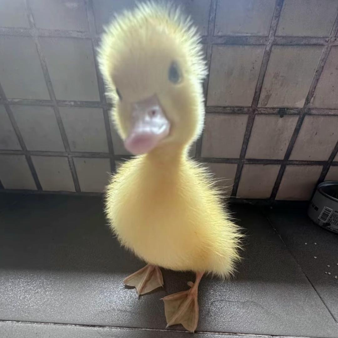 崩开