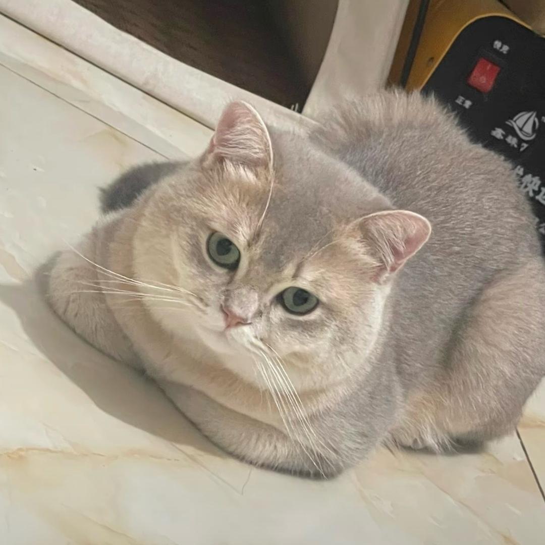 婷子