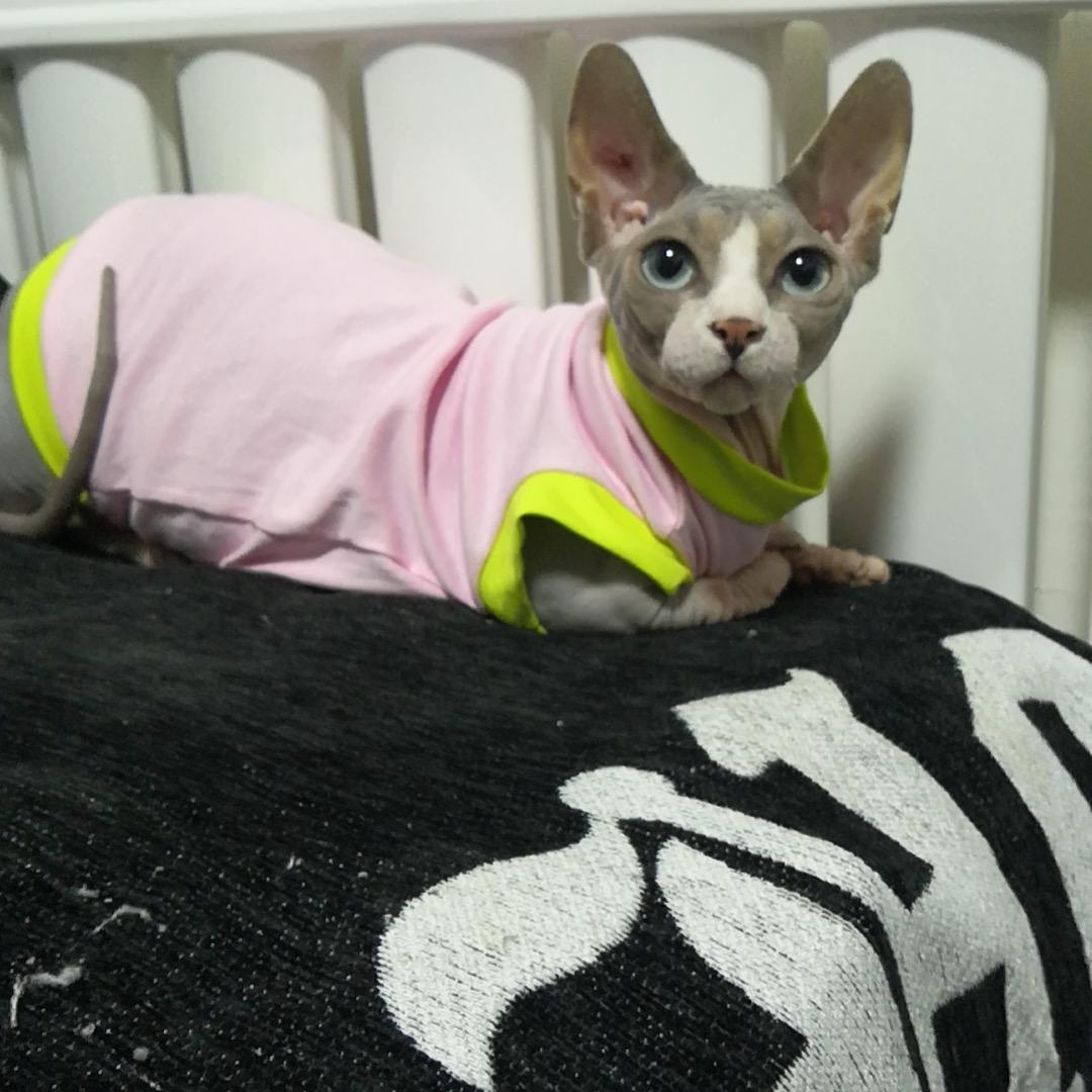 大宝二宝的日常