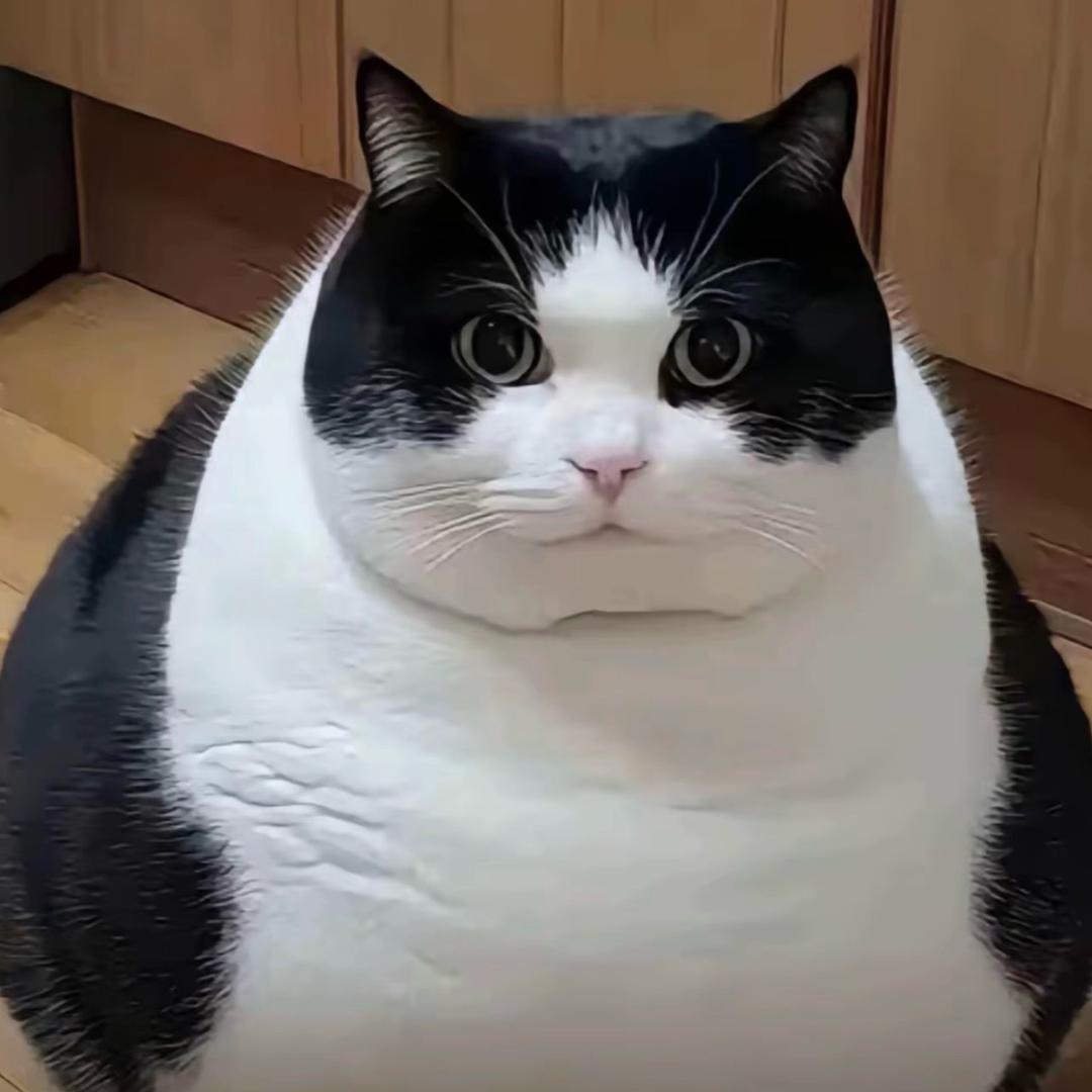 阿杨✌️【抖音大迪吧】🪩