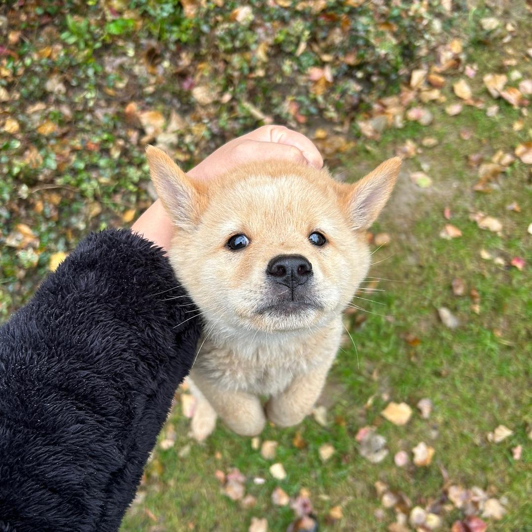 疯狂经纪人