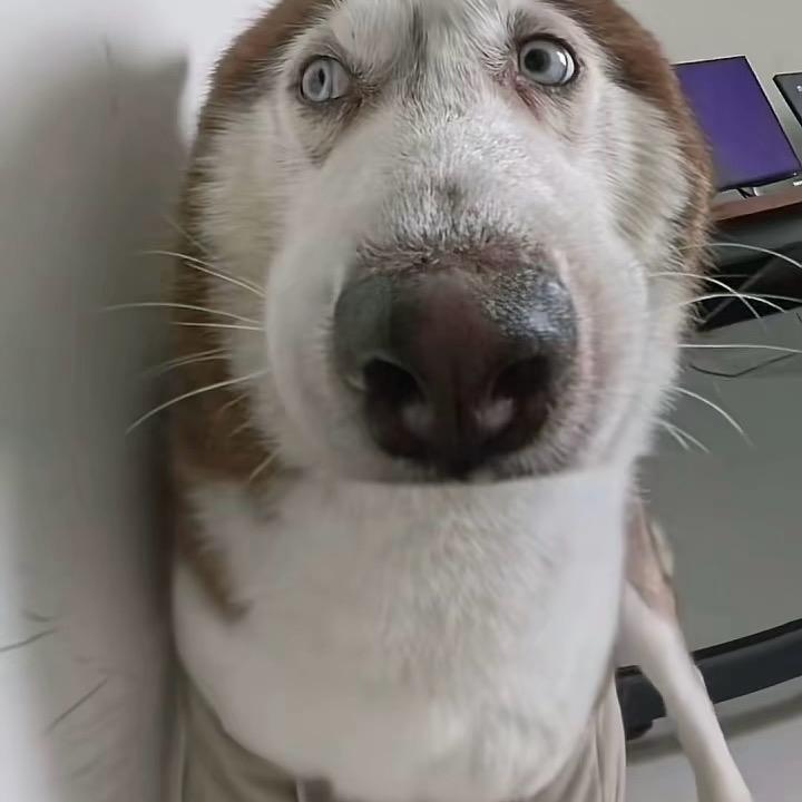 在逃美猴王