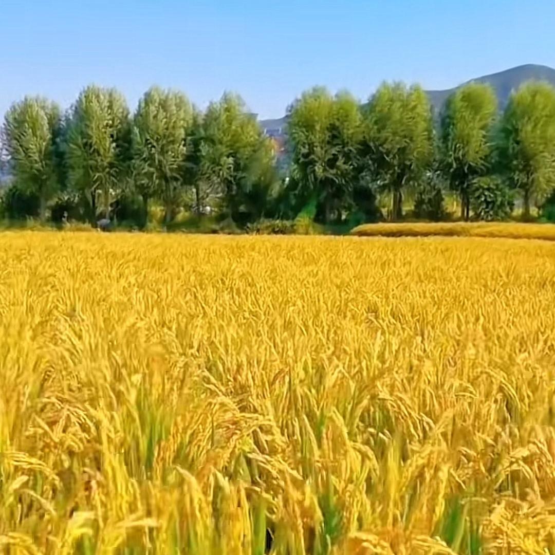 大米源头产地1