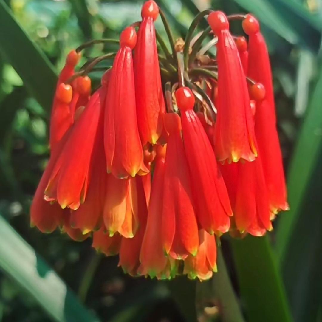 阳阳艺花君子兰