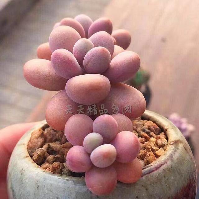 天天精品多肉