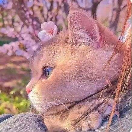 里里的羊毛毡
