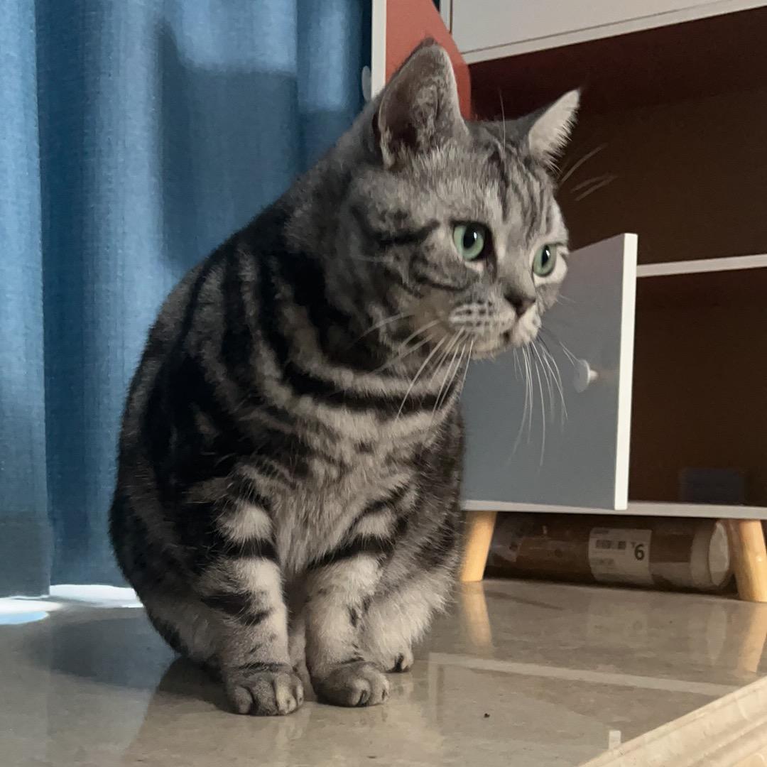 老猫jcjcj