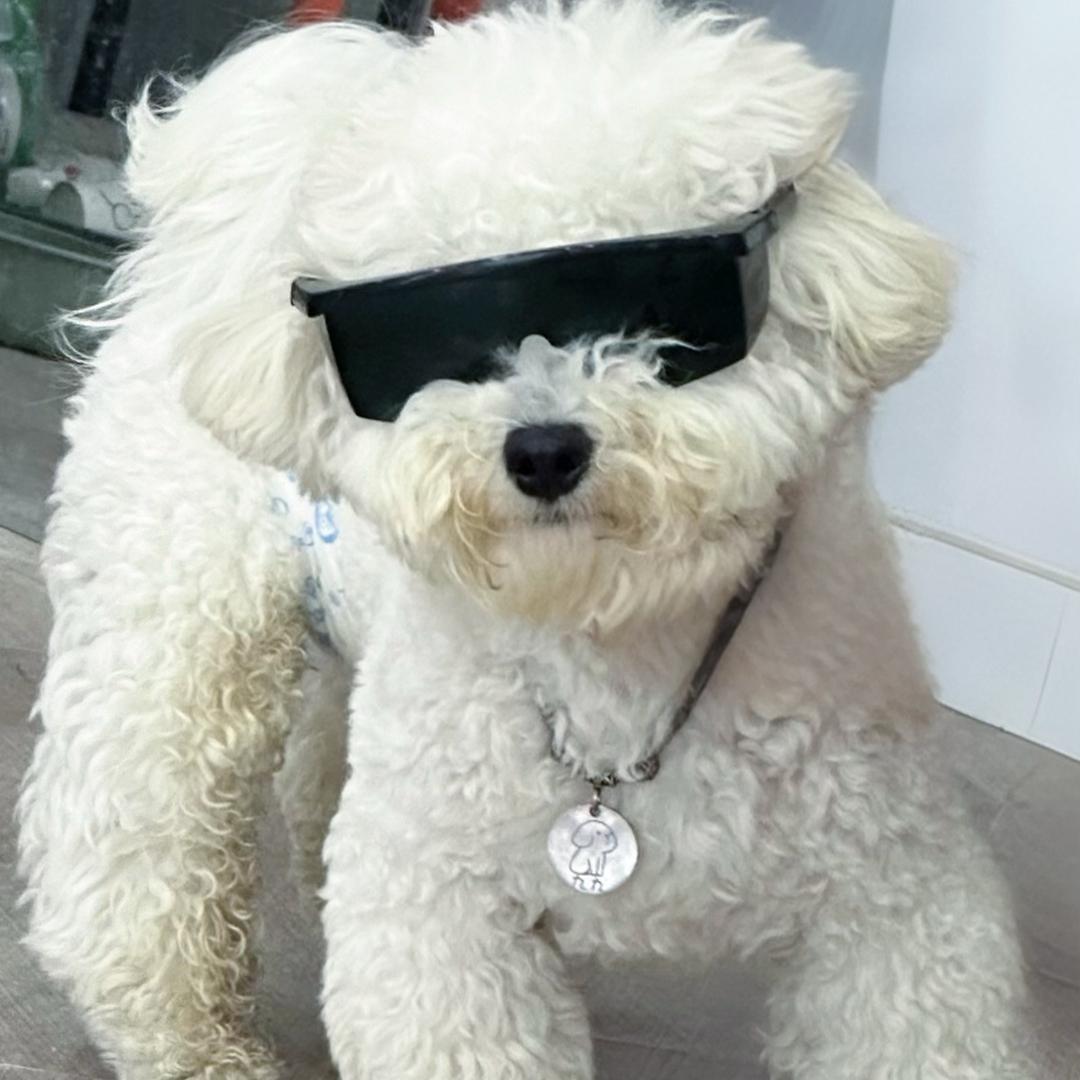九九是只九儿虫