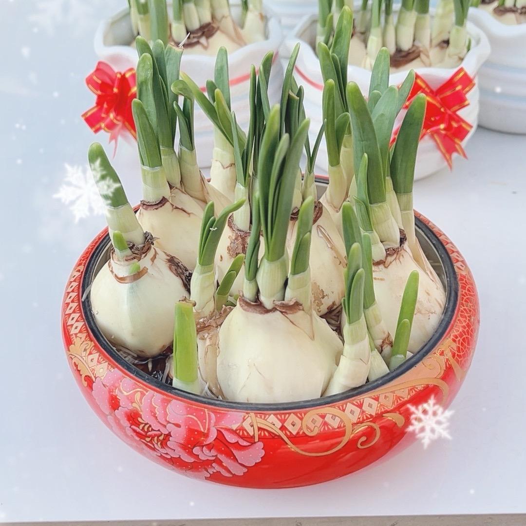 祯晴漳州正宗水仙花