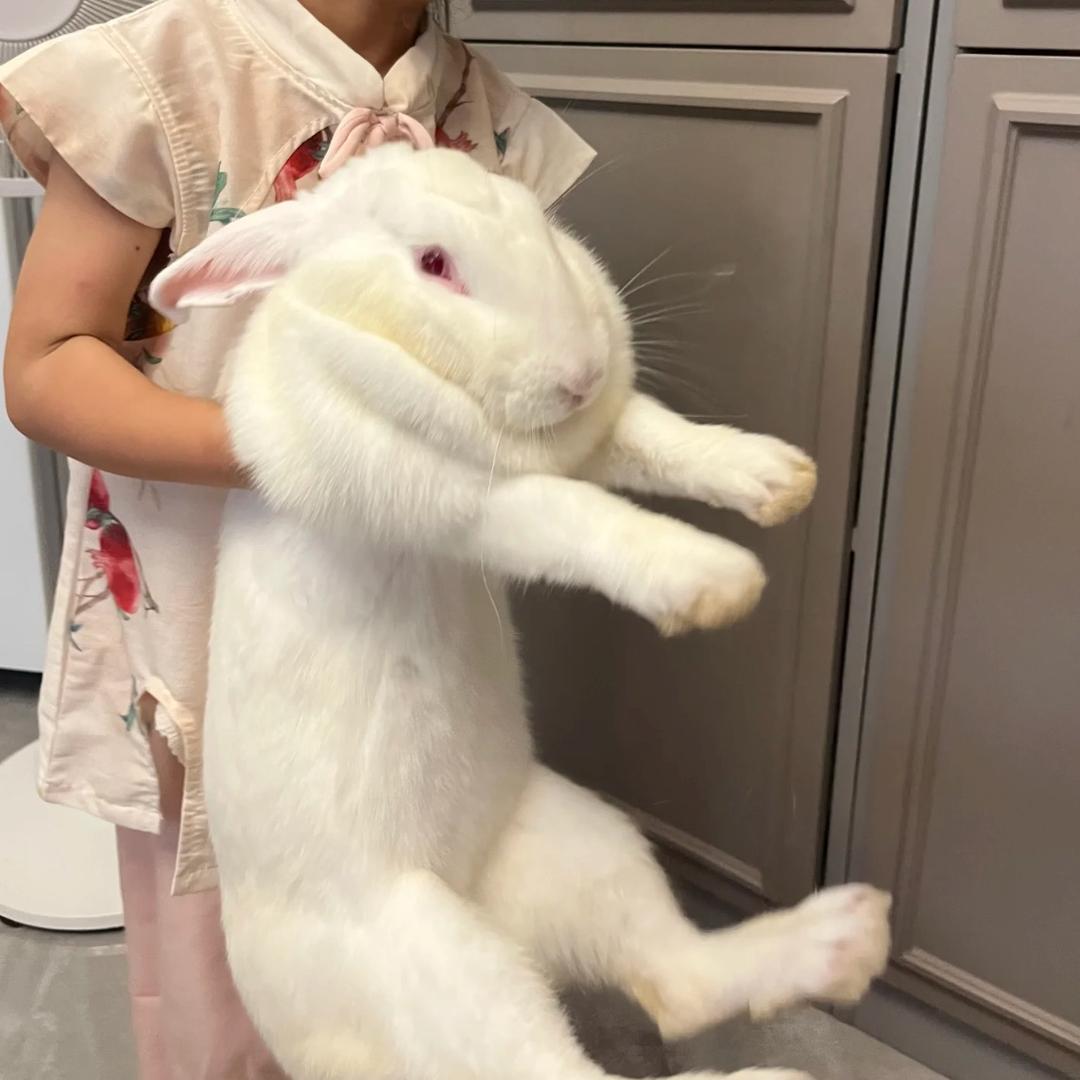 大肉兔子