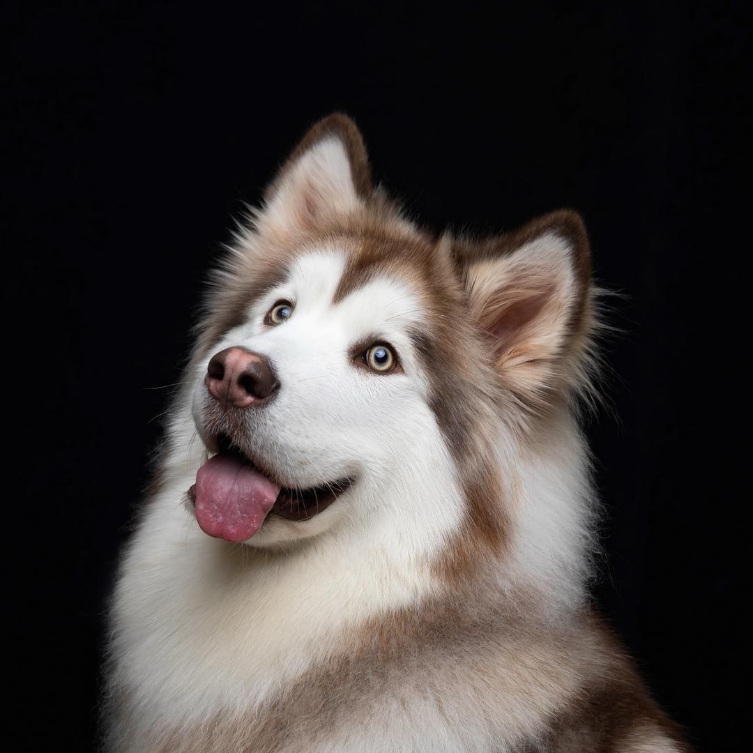 七德宝宠物优品