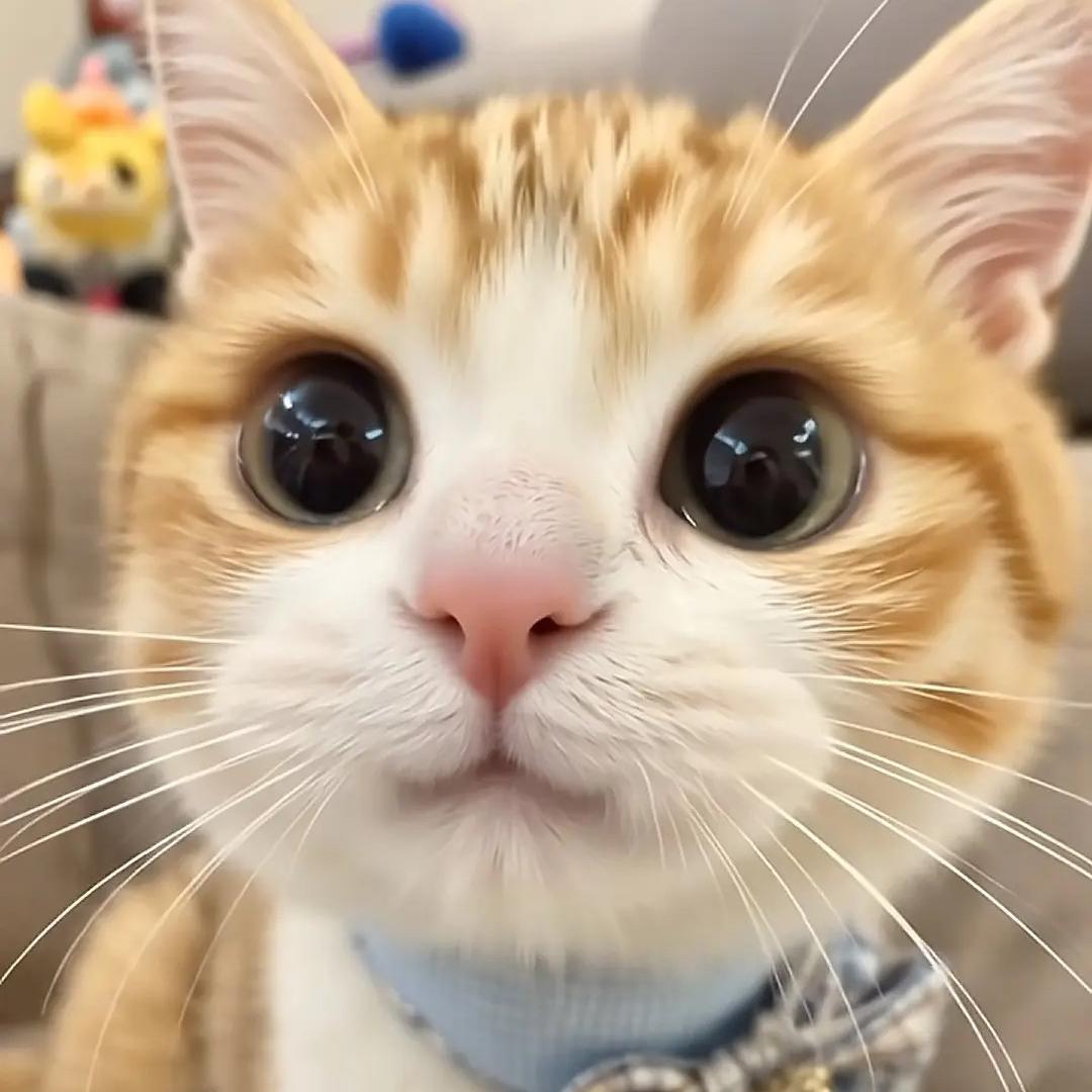 杜漂宠物