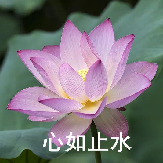花开富贵吉祥如意