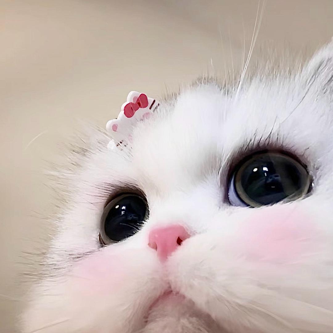 小小咪