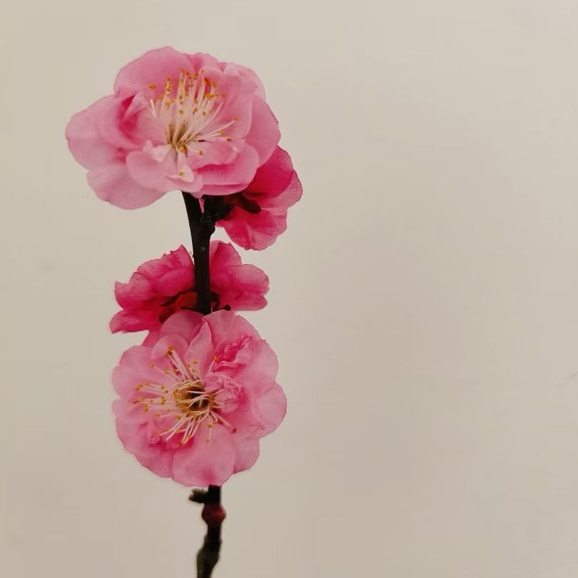 Qin 素罗🍀